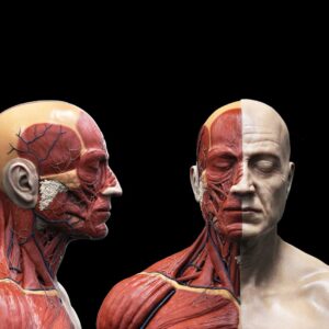 تابلو آناتومی بدن مردانه